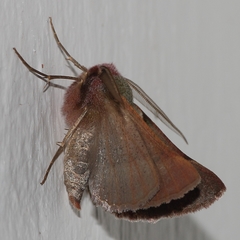 Drepanogynis asteiochlora