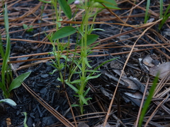 Phlox nivalis
