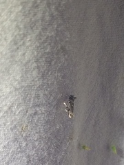 Leucospilapteryx venustella