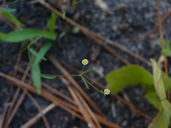 Euphorbia curtisii