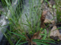 Euphorbia curtisii