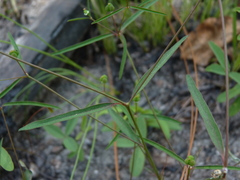 Euphorbia curtisii