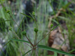 Euphorbia curtisii