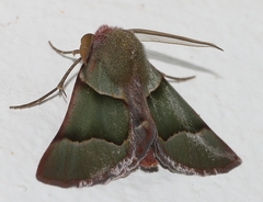 Drepanogynis asteiochlora