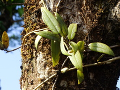 Aeschynanthus perrottetii