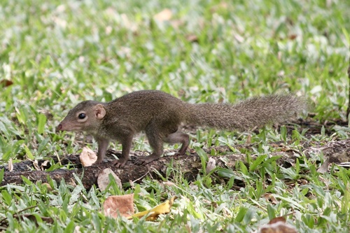 Northern Treeshrew, Public Park, Bangkok, Bangkok, TH, photo 9 of 10