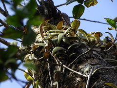 Aeschynanthus perrottetii