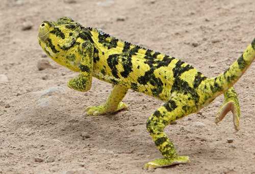 Flap-necked Chameleon, photo 2 of 10