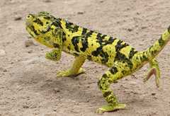 Flapneck Chameleon photo 2