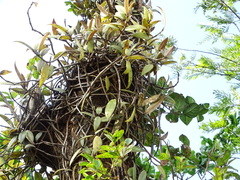 Aeschynanthus perrottetii