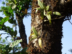 Aeschynanthus perrottetii