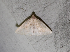 Zanclognatha pedipilalis