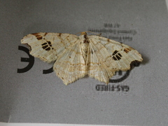 Macaria notata
