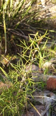 Grevillea anethifolia