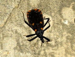 Triatoma longipennis