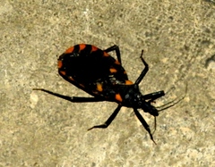 Triatoma longipennis
