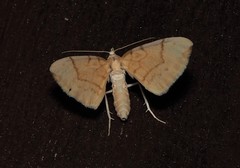 Gandaritis pyraliata