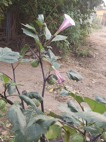 Image of Datura metel by (c) Raja Sekhar Chimirala, some rights reserved (CC BY)