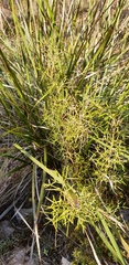 Grevillea anethifolia