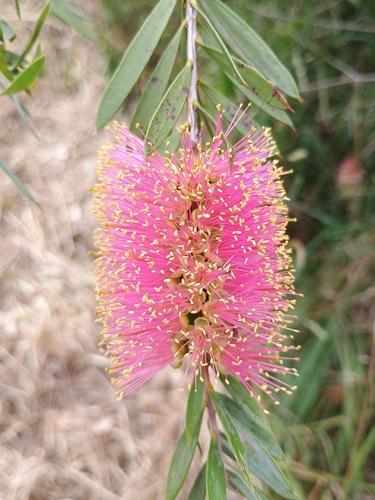 Wimmera bottlebrush (Melaleuca wimmerensis)