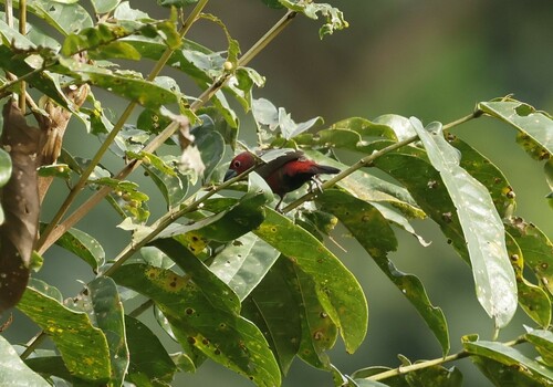 African Firefinch (Lagonosticta rubricata), photo 7