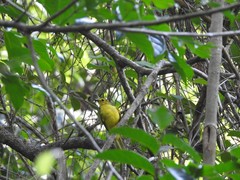 Iole indica
