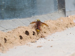 Delta pyriforme pyriforme