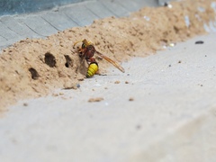 Delta pyriforme pyriforme