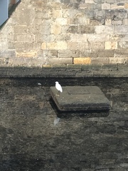 Egretta garzetta