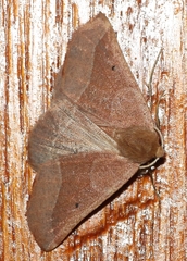 Drepanogynis cnephaeogramma