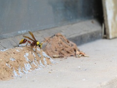 Delta pyriforme pyriforme