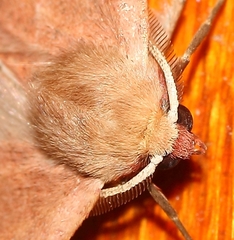 Drepanogynis cnephaeogramma