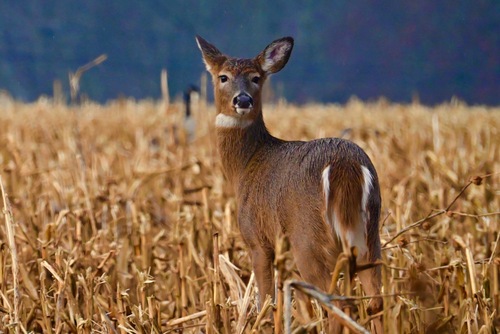 White-tailed Deer, photo 5 of 9