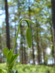 Lilium pyrophilum