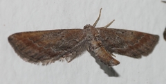 Hebdomophruda