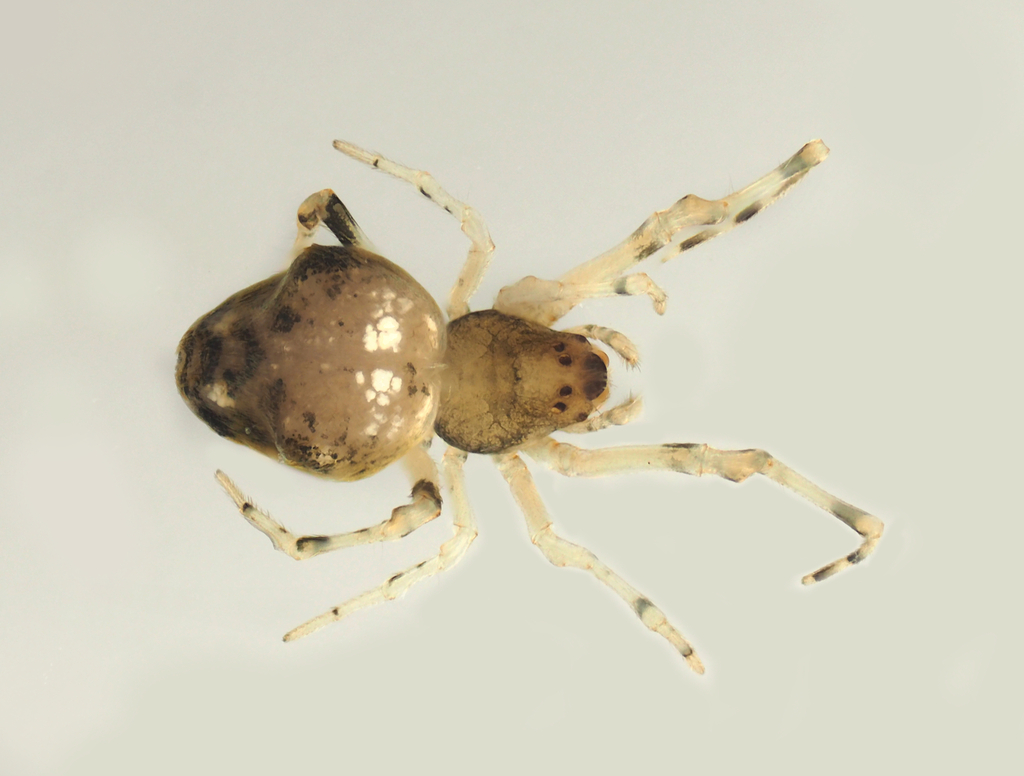 Purumitra