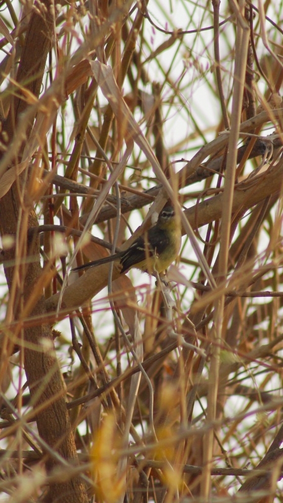 Amazonian Tyrannulet