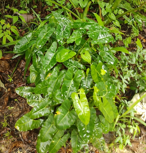 Image of Philodendron Quinquenervium (Philodendron quinquenervium) by (c) Cajá-manga, some rights reserved (CC BY)