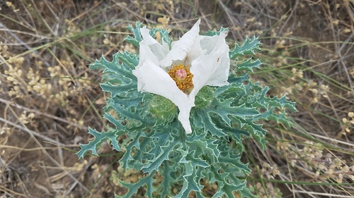 Rough pricklypoppy (Argemone hispida)