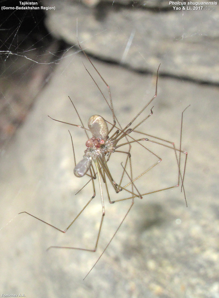 Pholcus shuguanensis