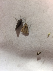 Macrochilo orciferalis