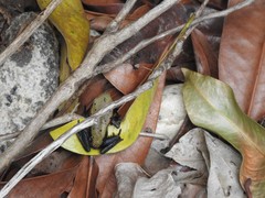 Clinotarsus curtipes