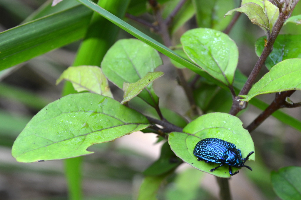 Craspedonta mouhoti