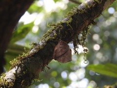 Kallima horsfieldii