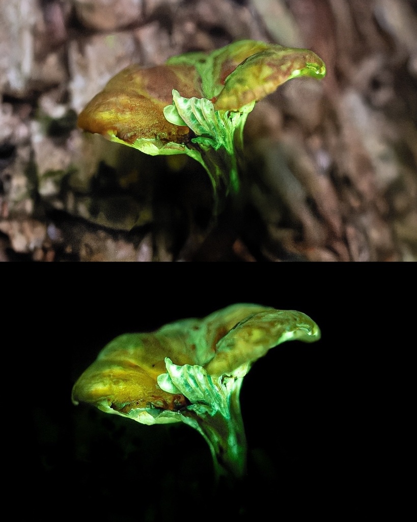 Gerronema viridilucens