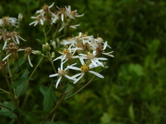 Doellingeria sericocarpoides