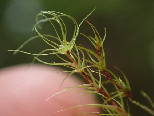 Dicranodontium denudatum