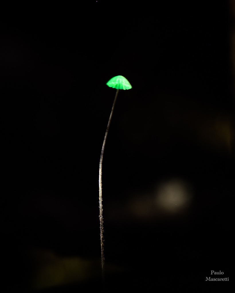 Mycena asterina
