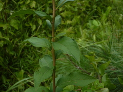 Doellingeria sericocarpoides