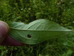 Doellingeria sericocarpoides